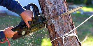 Best Tree Preservation Services  in Oak Valley, NJ